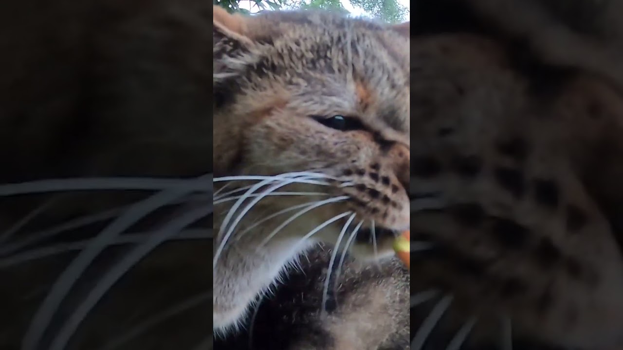 公園で、お腹が空いた茶色い猫やきじ猫たちにご飯を与えました。In the park, I fed hungry brown cats and pheasant cats.　Vol.587