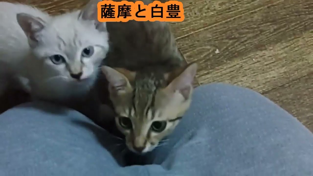 🐈お芋３兄弟の紹介動画です🐈