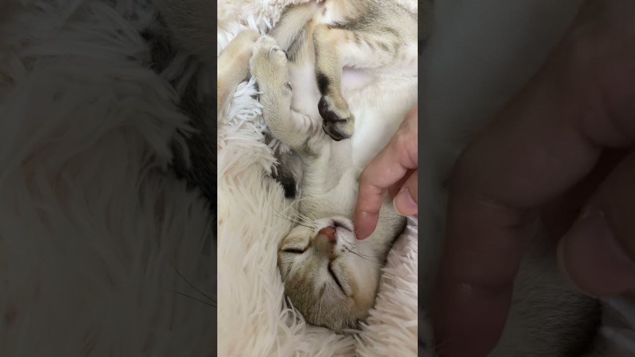 猫のへそ天　シンガプーラの子猫　＃short