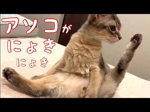 【閲覧注意】なんとアソコがにょっきり❣️気分悪くなる人は見ないでね【ソマリ】