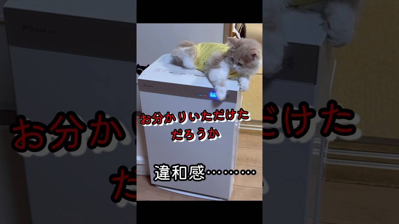 子猫　サイベリアンkitten siberian  空気清浄機