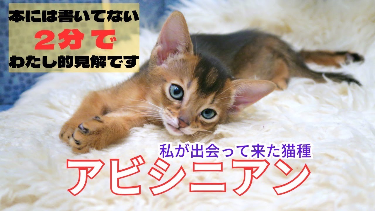 私が見てきた【アビシニアン】はこんな猫だった