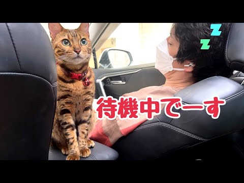 車内で検査結果をお利口さんに待つ猫と爆睡する飼い主