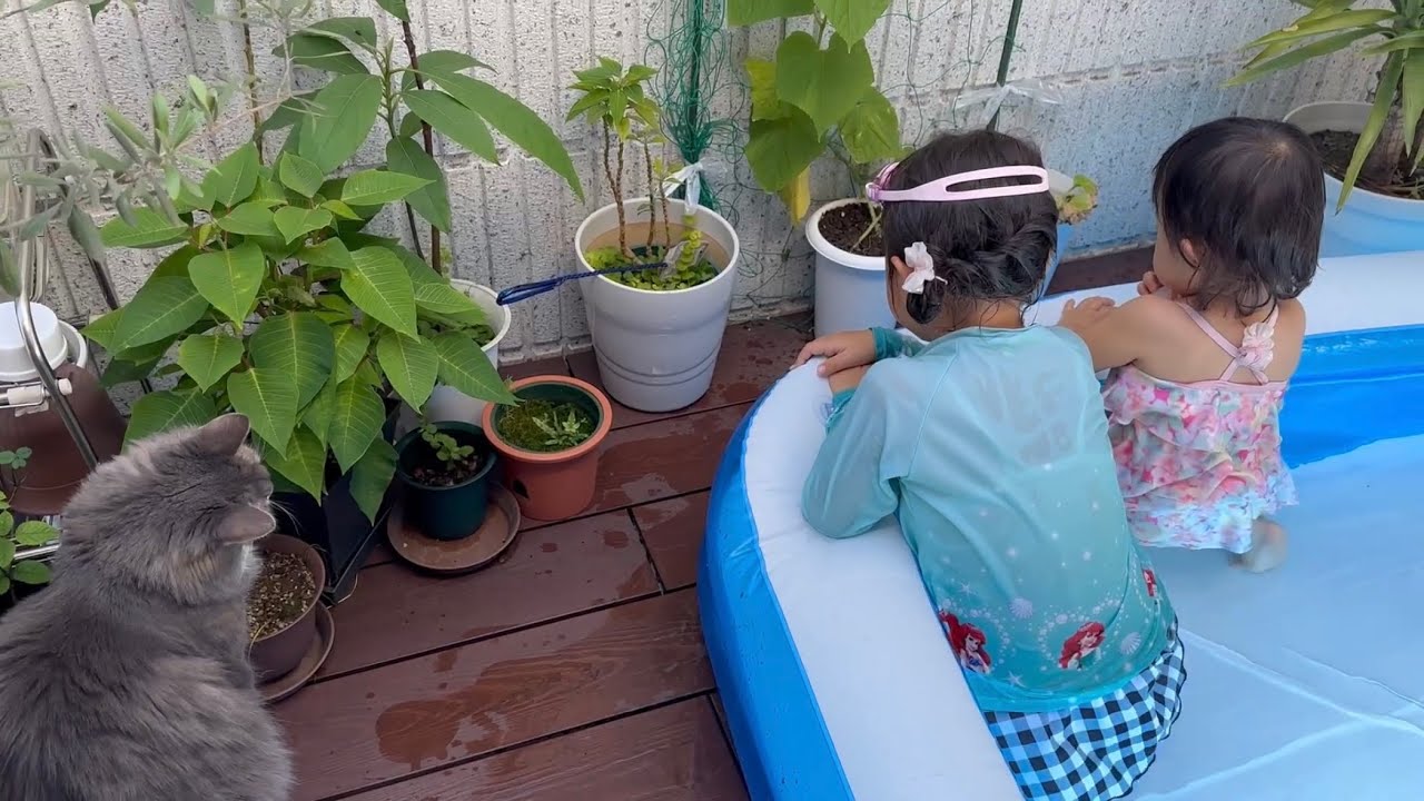 プールにワクワクする猫　ノルウェージャンフォレストキャットA cat excited about the pool. Norwegian Forest Cat.