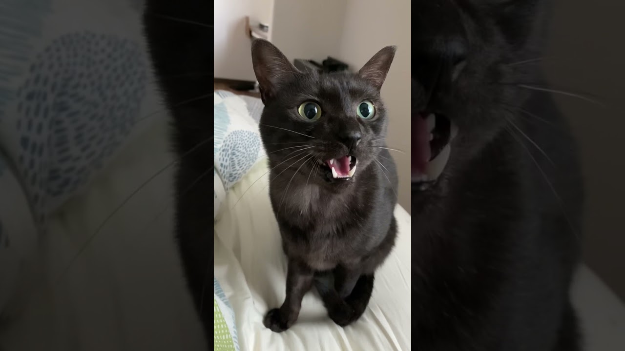 【おねだり猫】何かを訴えて喋る猫があまりにも可愛すぎる件　#shorts