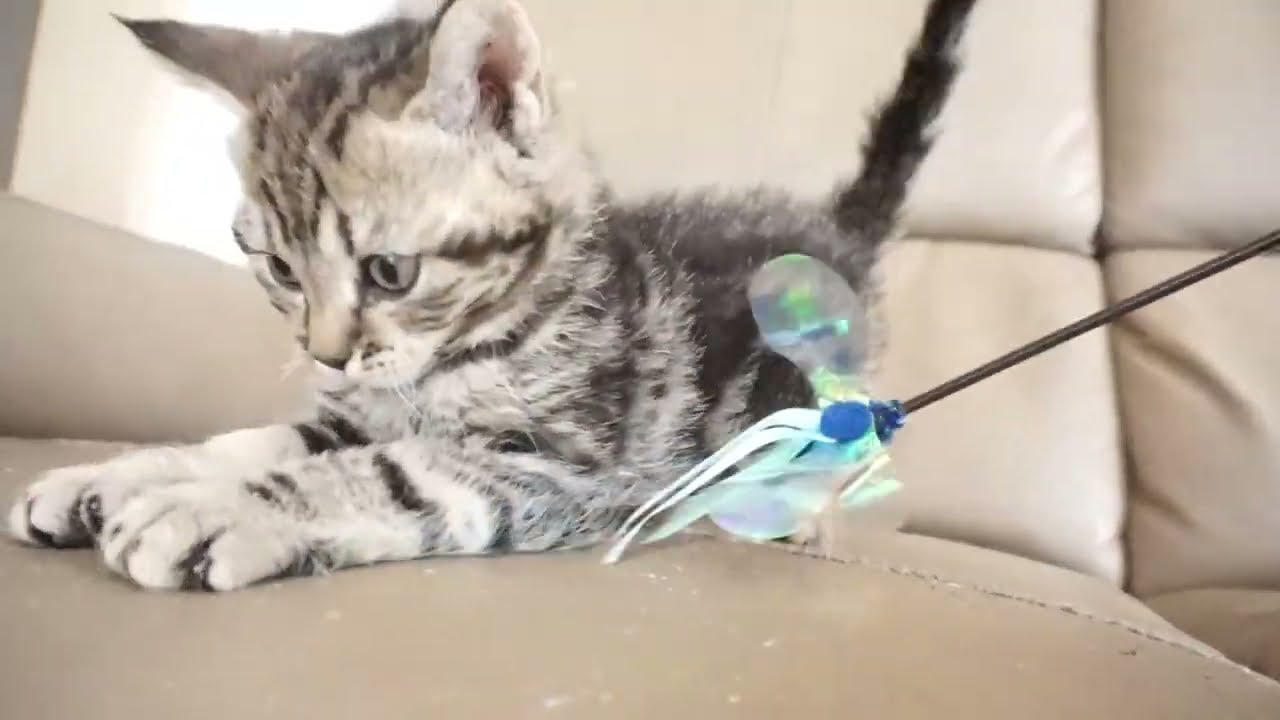 セルカークレックス子猫　2023.6.14産まれ 　ブラウンタビー　　男の子　シーダキャット猫のお店