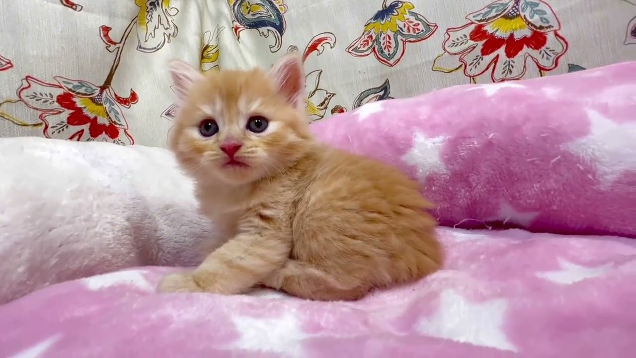 スコティッシュフォールド カメオタビー(レッド系)（ロングヘア）の男の子♪