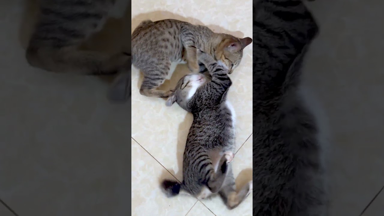 The kitten that the owner abandoned 🐈now so cute🥰#cutebabycat #catlovers #kitten #shorts