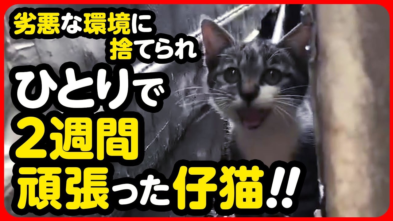 【子猫保護】こんな場所でひとり...がんばってたの？ごめんね、もうひとりじゃないよ