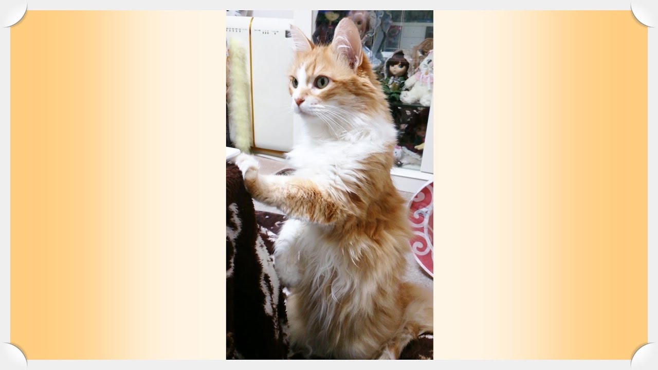 考えて立ってみた猫