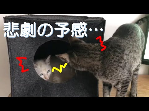 ペットハウスの崩壊！？ハプニング！【エジプシャンマウ】【保護猫】Pet House's Happening !