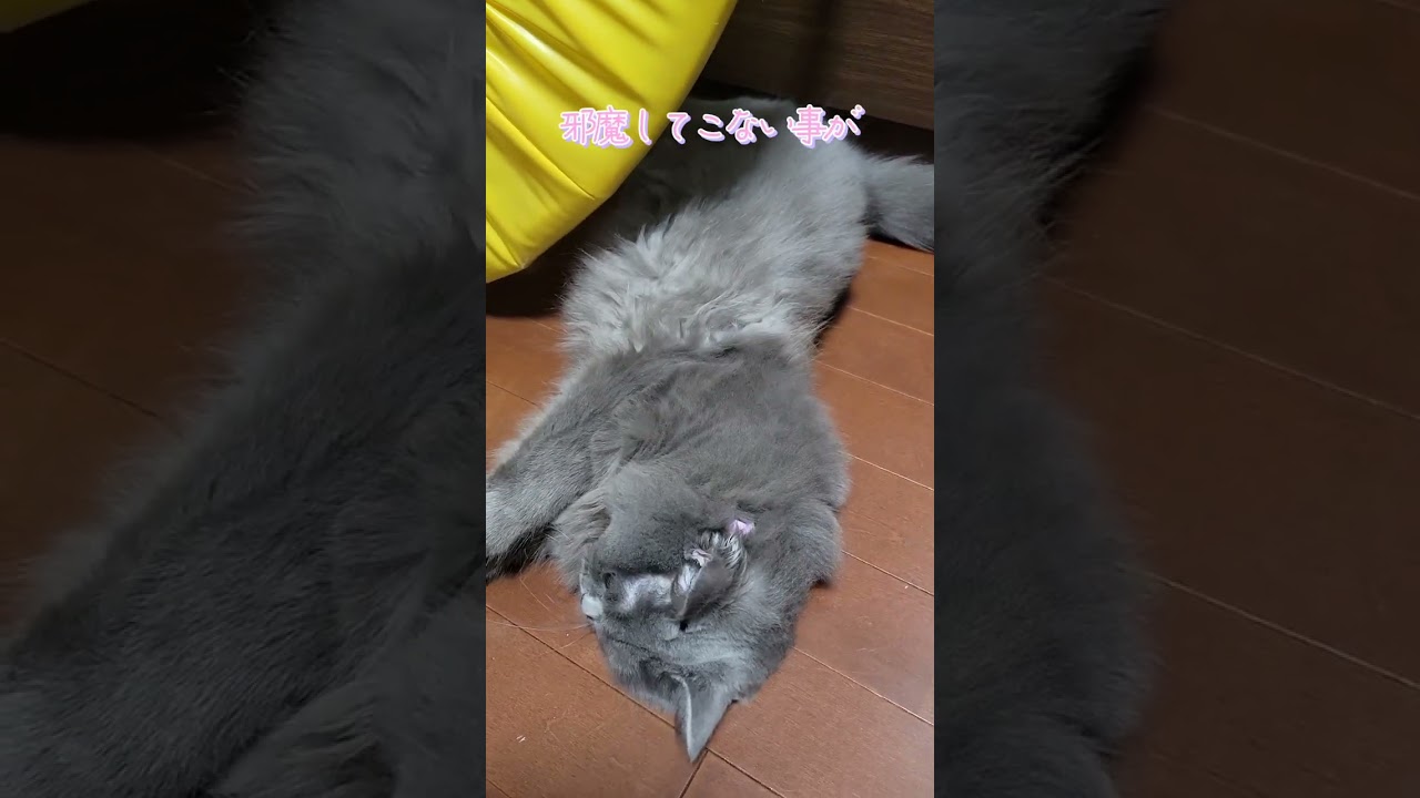 逆にな…飼い主をコントロールする猫【サイベリアン・キキのKIKICHANNEL】#サイベリアン #猫 #shorts