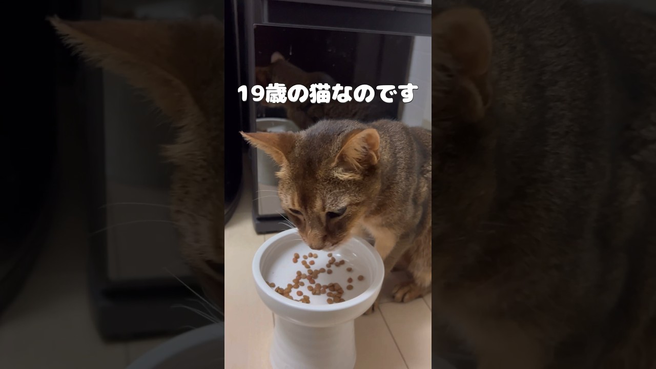 ごく普通の19歳の猫 #shorts #猫動画 #アビシニアン #cat #まな猫