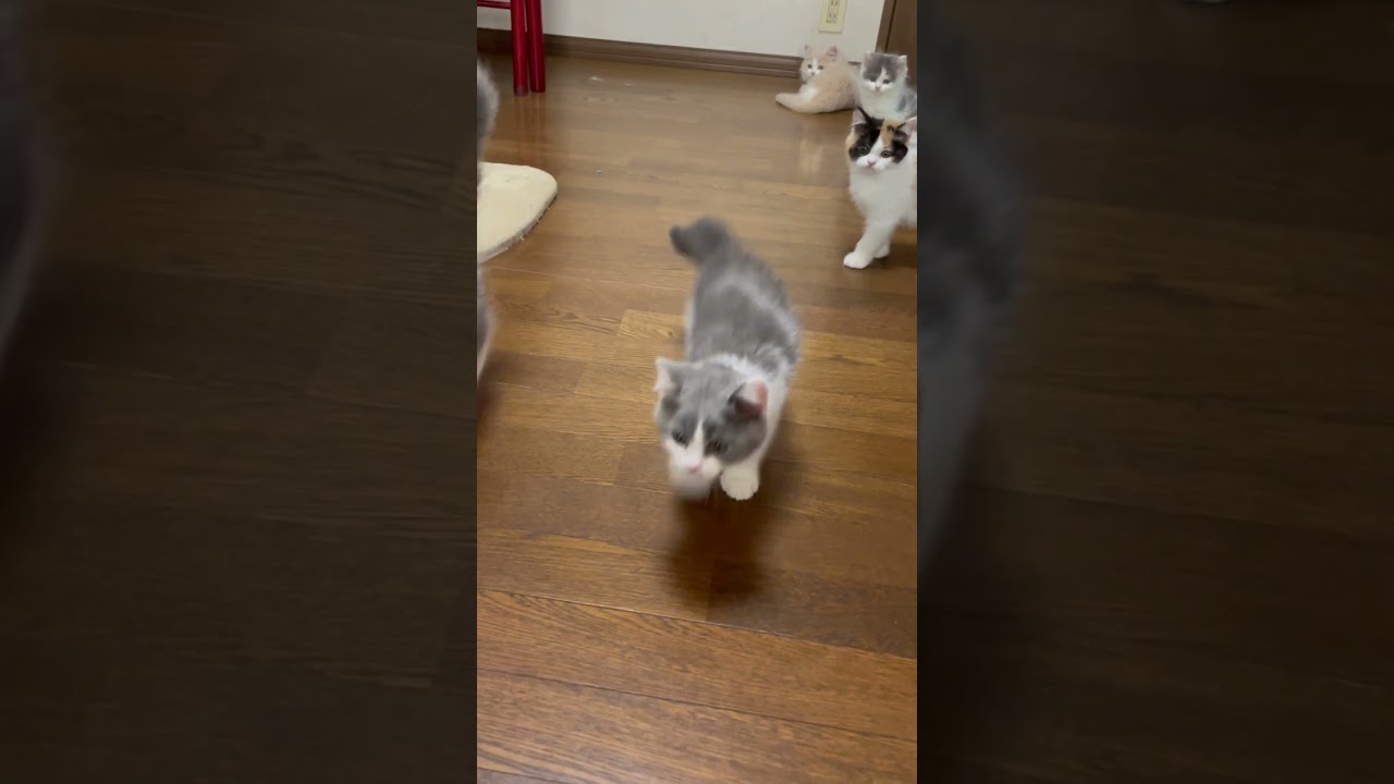 【子猫たち】テクテクお散歩 #shorts