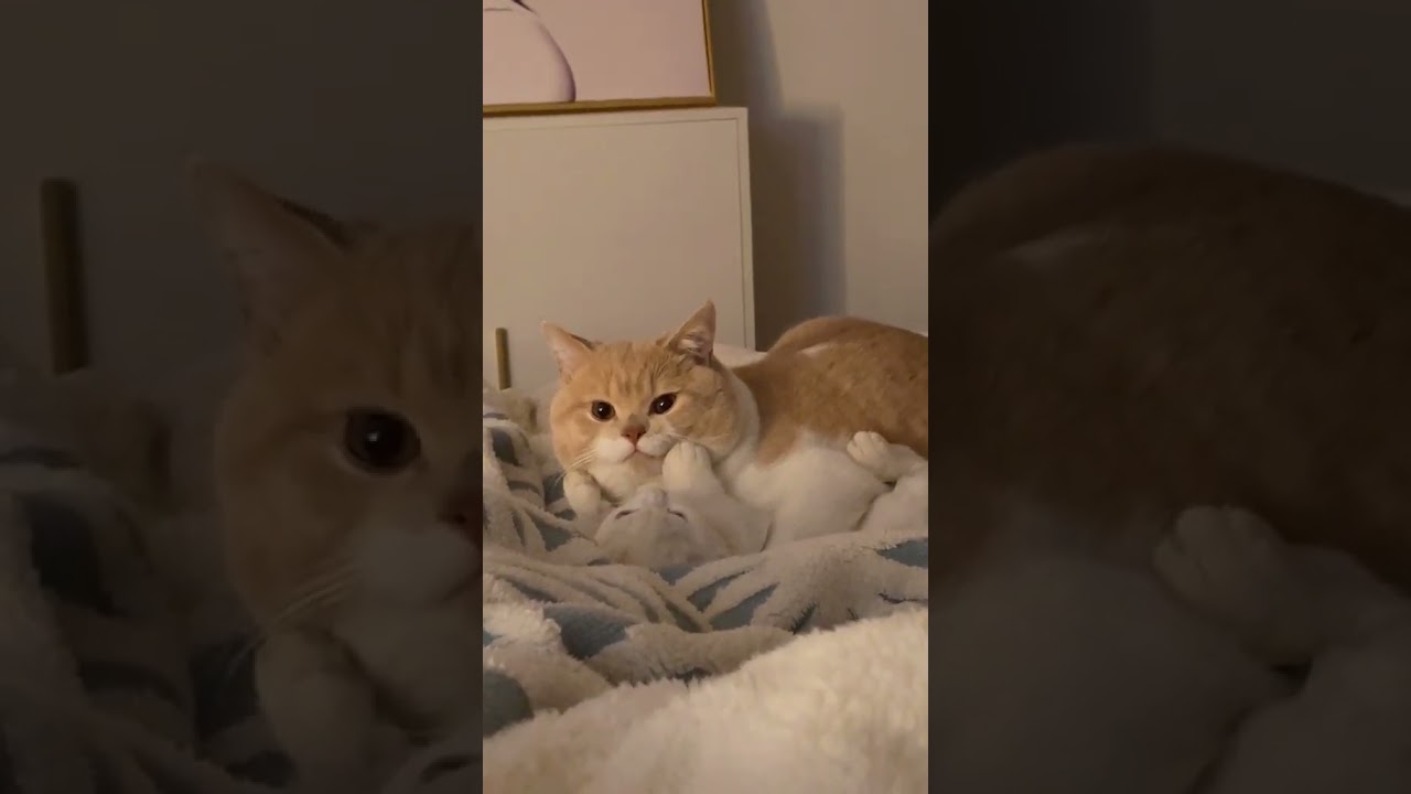 brown cat on the bed, cute cat, meow, adorable