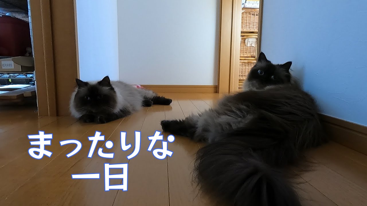 【猫】【猫のいる生活】まったりな一日　　#子猫　#ヒマラヤン　#ラグドール　#猫