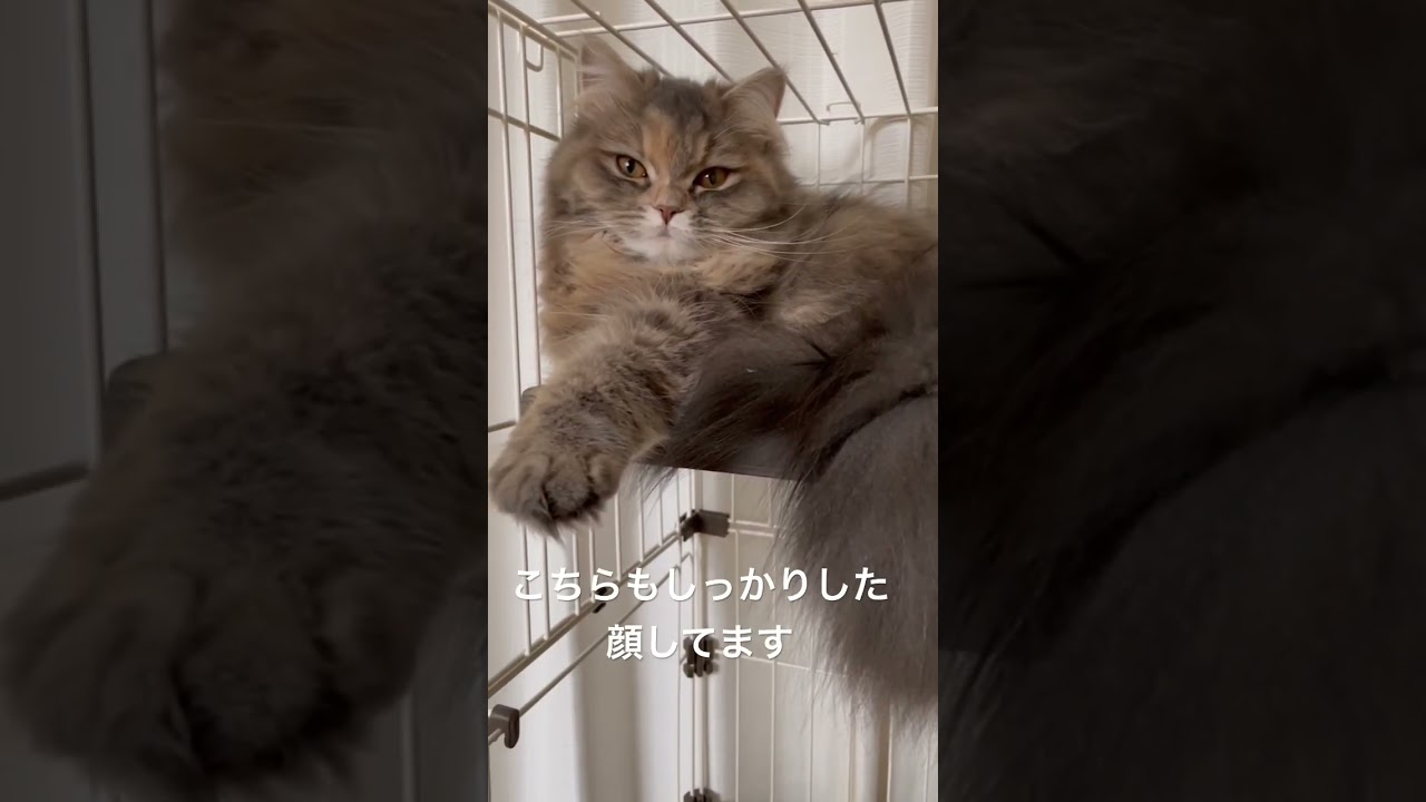 真夏のもふもふ同士密着 #猫のいる暮らし #ラガマフィン #猫動画