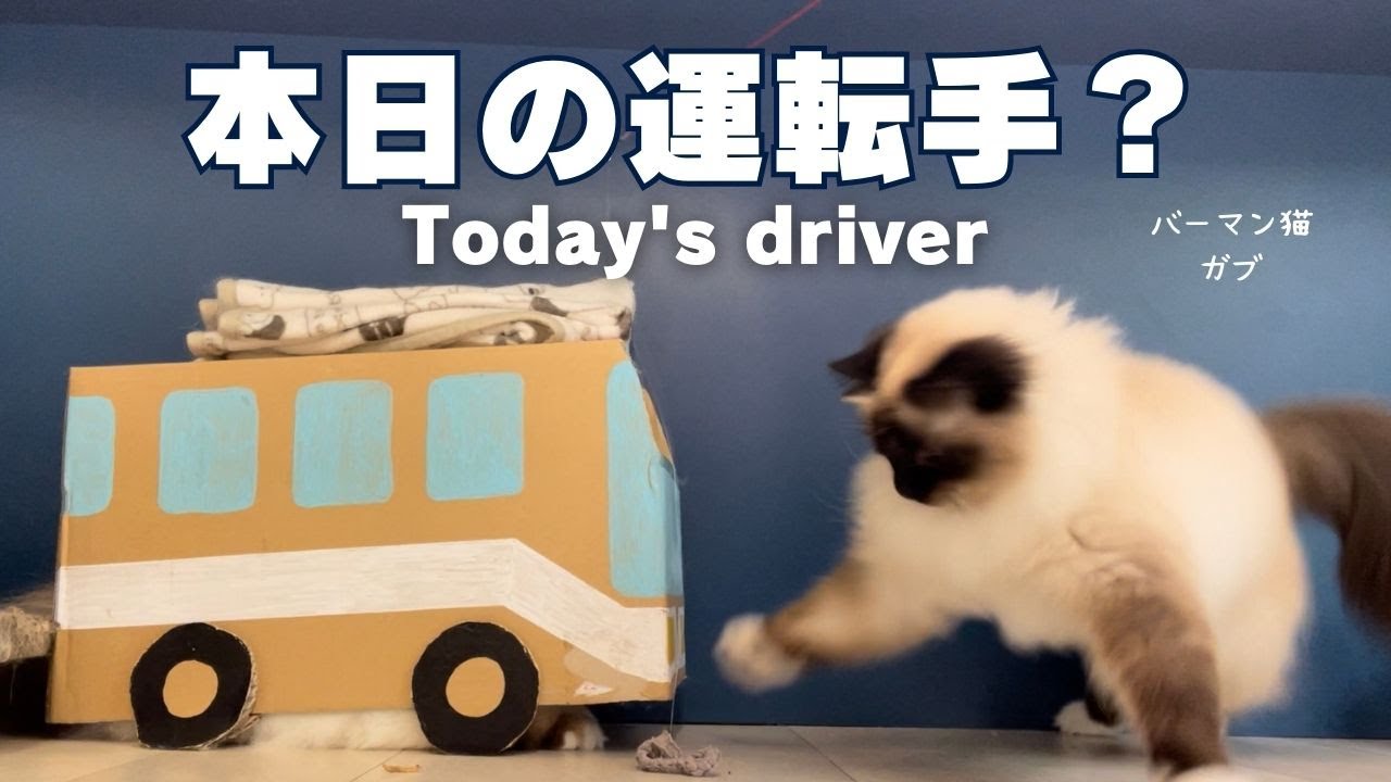 バーマン猫ガブと◯◯【本日の運転手？】Today's driver（バーマン猫）Birman/Cat