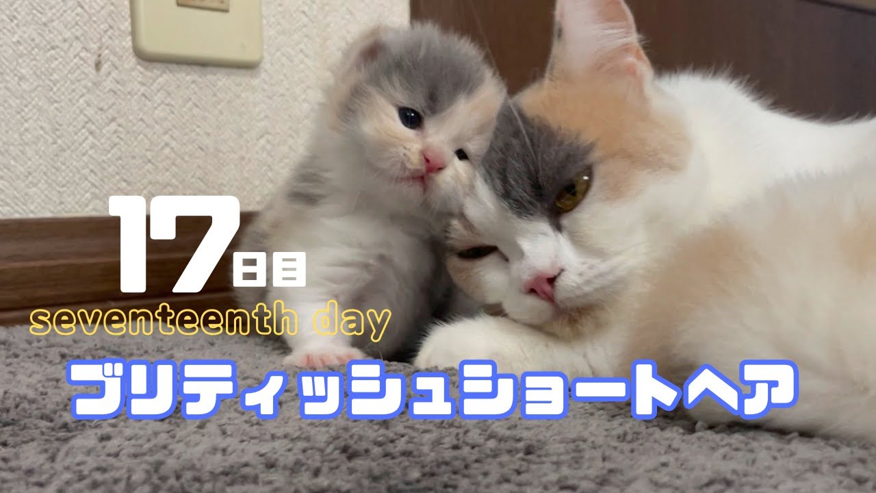 【17日目のブリティッシュショートヘア子猫】バラエティな兄妹たち