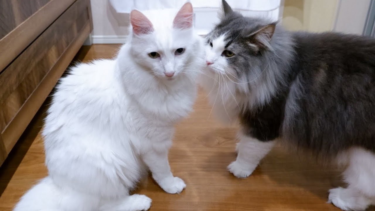 【大興奮】ムササビジャンプしたり…追いかけっこしたり…ハイテンションすぎるターキッシュアンゴラwww