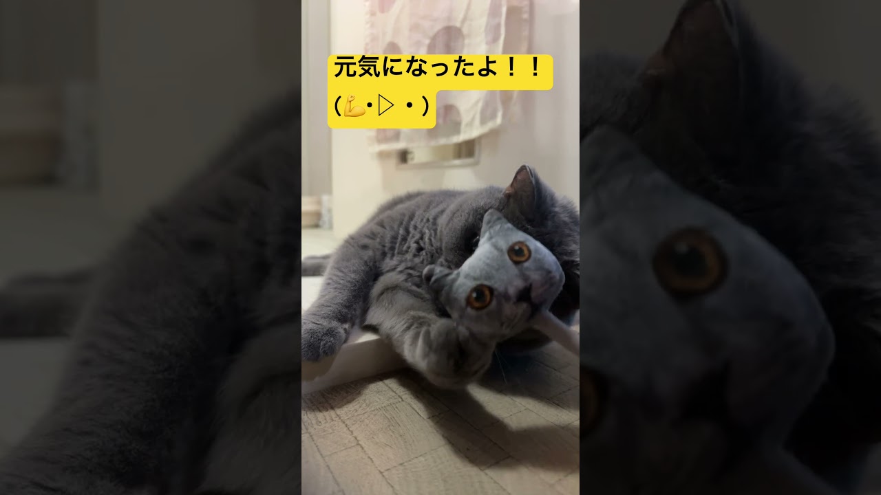 元気になったよ！！！    #cat #ねこ #シャルトリュー #猫 #chartreux #kawaii #japan #pets
