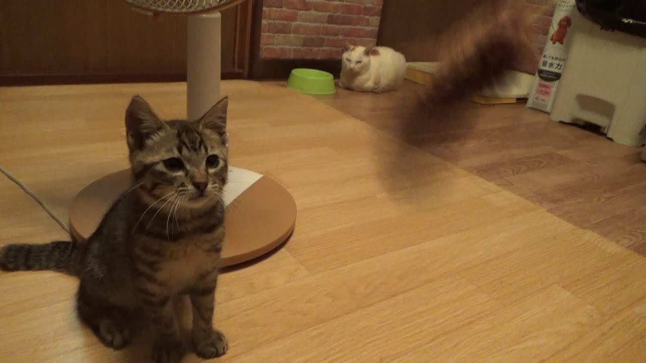 車屋で保護した子猫がある猛特訓した結果