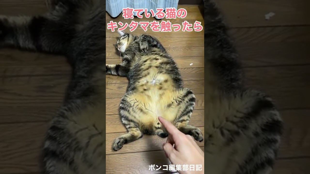 寝ている猫のキンタマを触ったら……#shorts