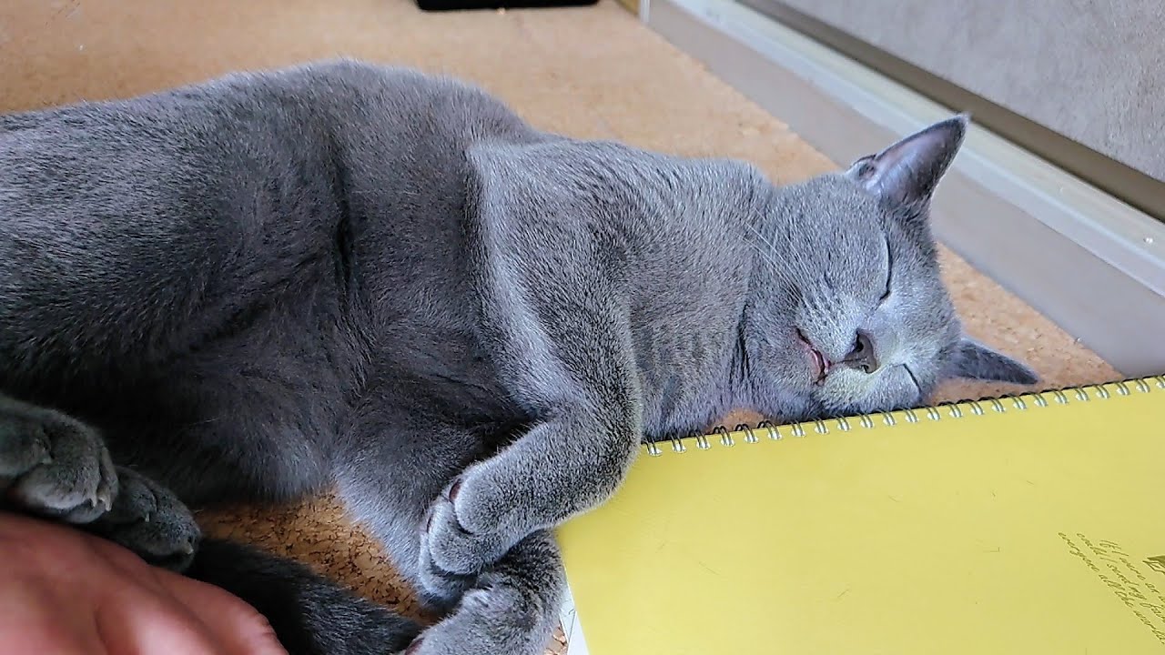 【猫動画】寝てる時にピクピク動いてしまうロシアンブルー【russianbule】Russian blue that twitches while sleeping