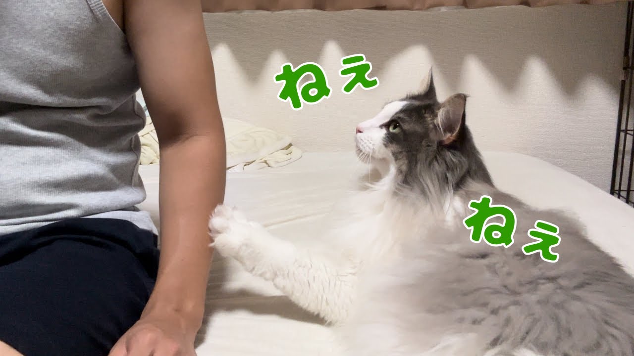 撫でてくれアピールが可愛すぎる猫【メインクーン】