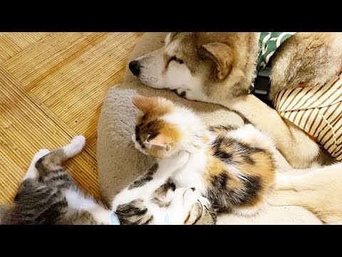 【母猫に捨てられた子猫】「オヤツ」の言葉に反応して犬みたいにすっ飛んでくるようになりました🤣