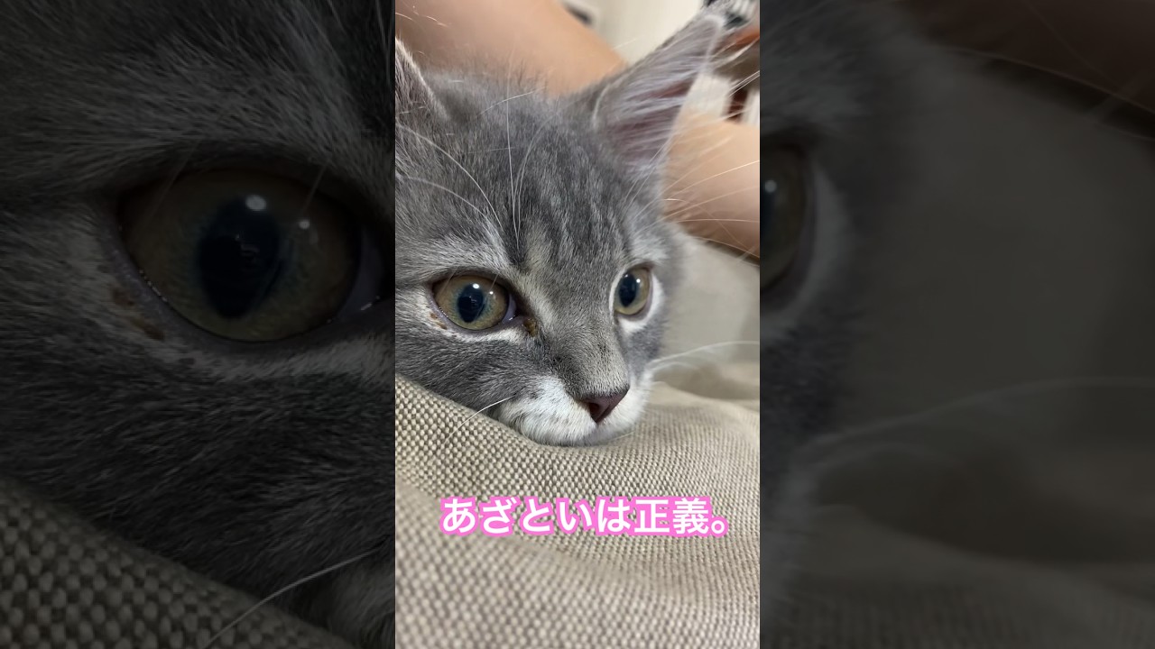 かわいすぎる子猫のあごのせ。#shorts #猫 #サイベリアン