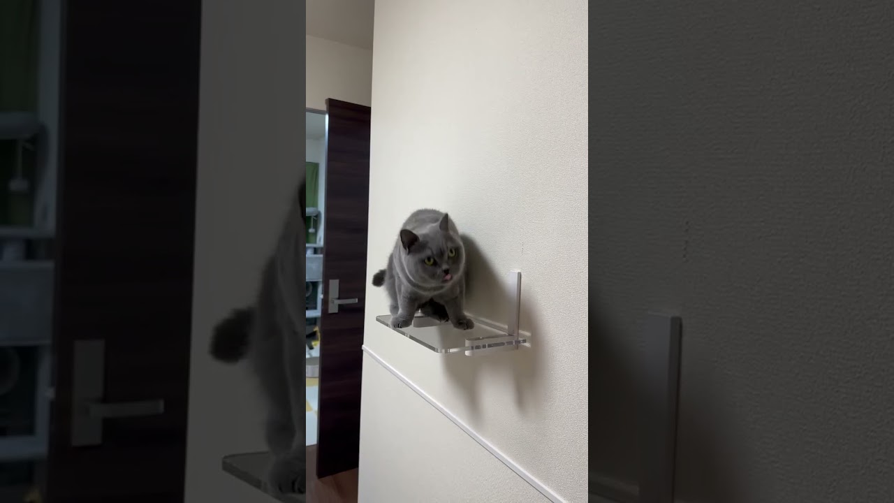 【猫】おやつのためなら飛びます！ #ブリティッシュショートヘア #猫