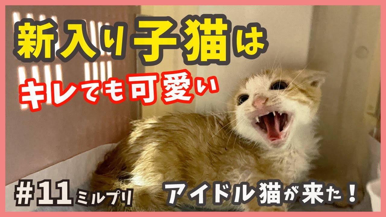 【パッツン前髪 猫 保護】可愛い子猫を保護しました。アイドル子猫に新メンバーが合流！【アイドル猫・ミルプリ11】/ cute kittens are idols