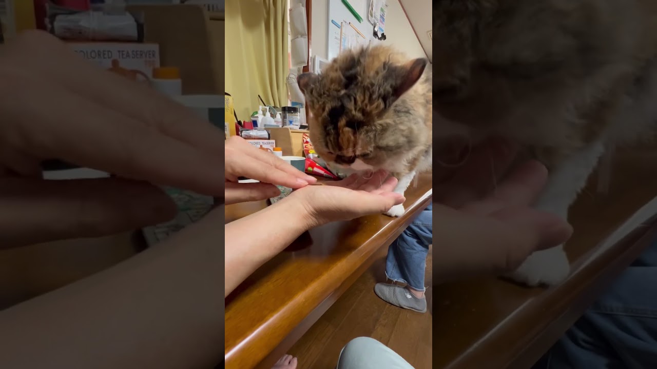友猫の女子会　セルカークレックス　ソマリ姉妹