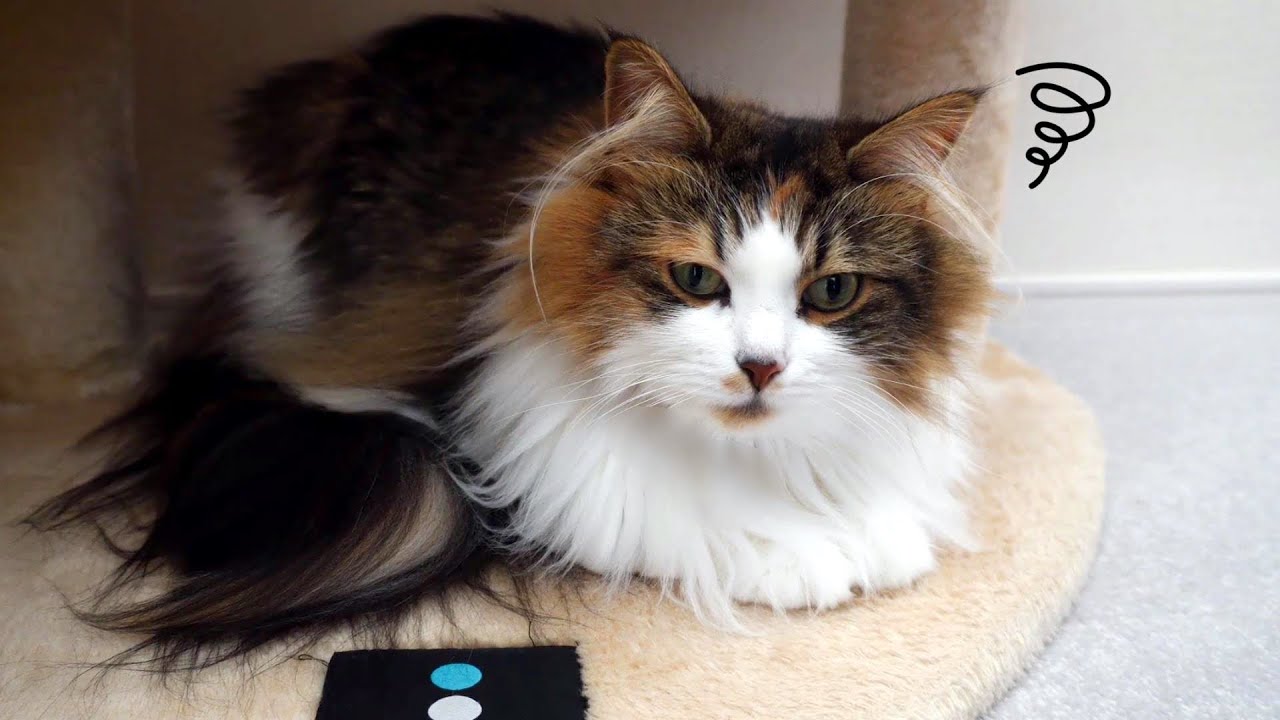 病院を察した猫の反応【サイベリアン】