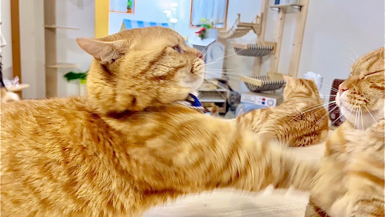 珍しくちゃびくんにちょっかい出しちゃってる茶々パパ #猫 #マンチカン