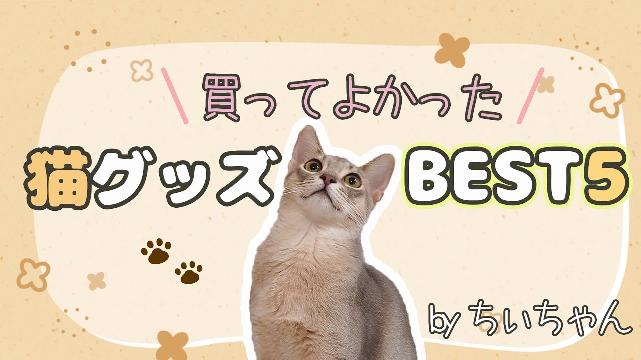 買ってよかった！猫のおすすめ便利グッズBest5【猫動画】