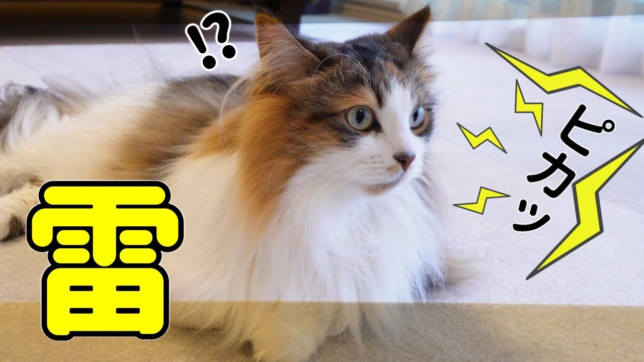 雷が連続で鳴った時の猫の反応【サイベリアン】