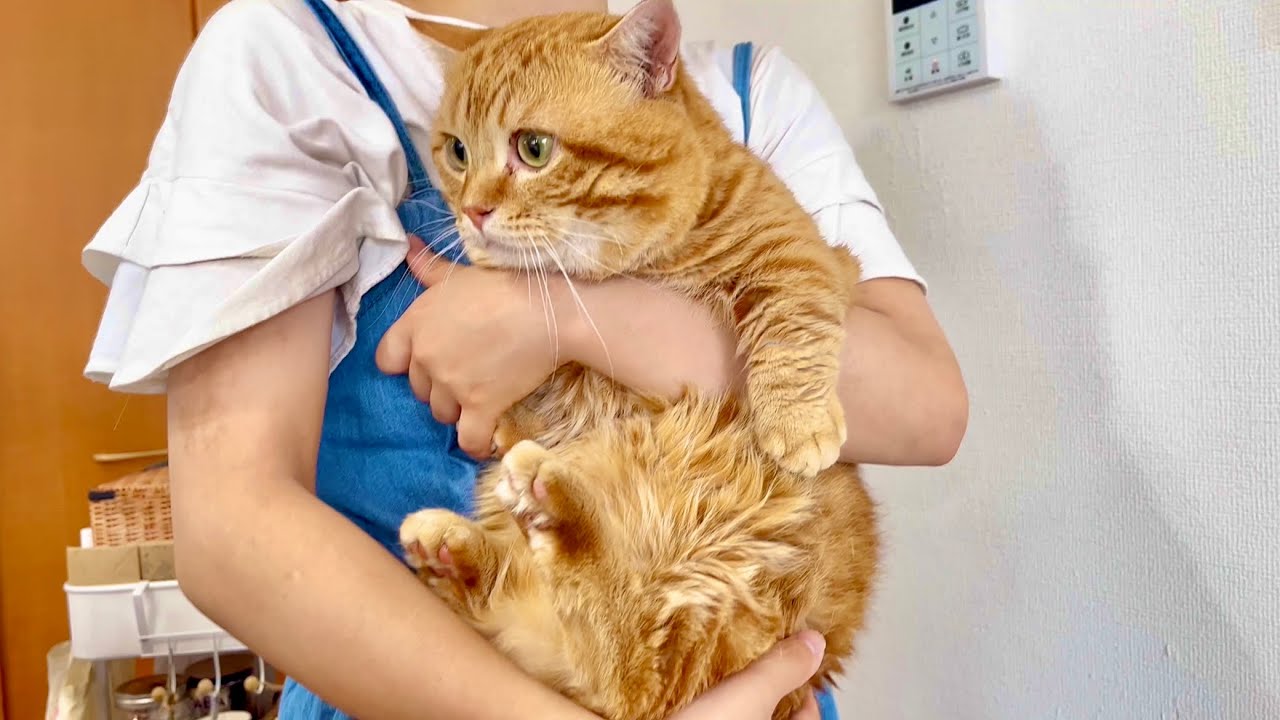 ぽちゃくんのダイエットの途中経過は果たして...！？ #猫 #マンチカン