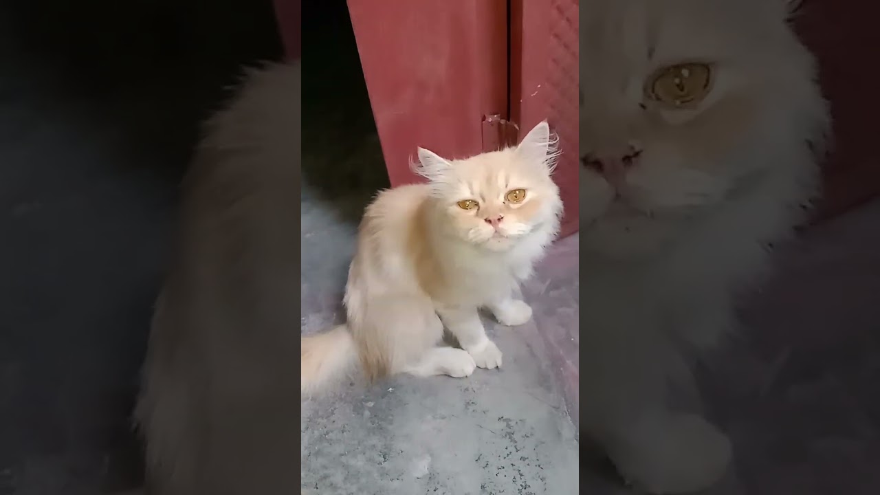 my Brown cat adorable cat #cat #kitty #catlover