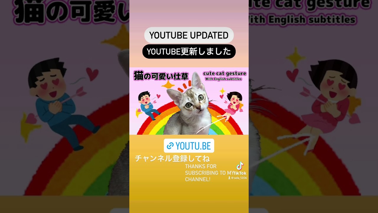 【シンガプーラ】更新しました〜見てくださいね〜#kitten #pets #子猫 #cat #animals #ペットショップ #pets #singapura #猫 #更新