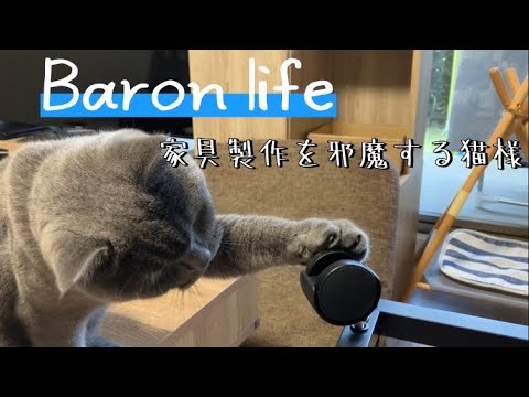 組み立て家具を製作中に見守る猫君。お主のキャットタワーではないことを理解せよ【ブリティッシュショートヘアー】British shorthair