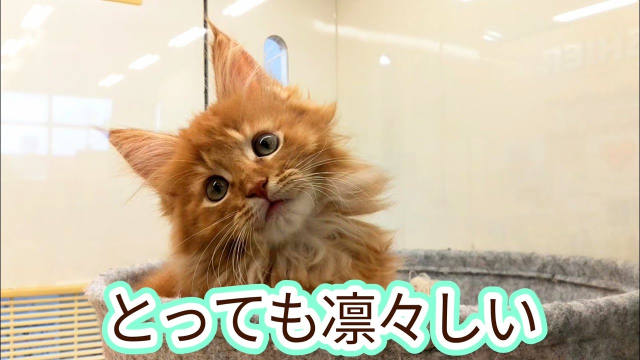 ソマリが何か話してる #子猫#ペットショップ#マンチカン#スコティッシュフォールド
