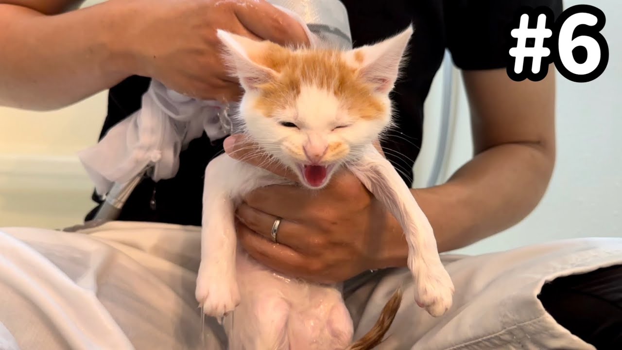 保護した子猫が初めてのお風呂で大絶叫！？