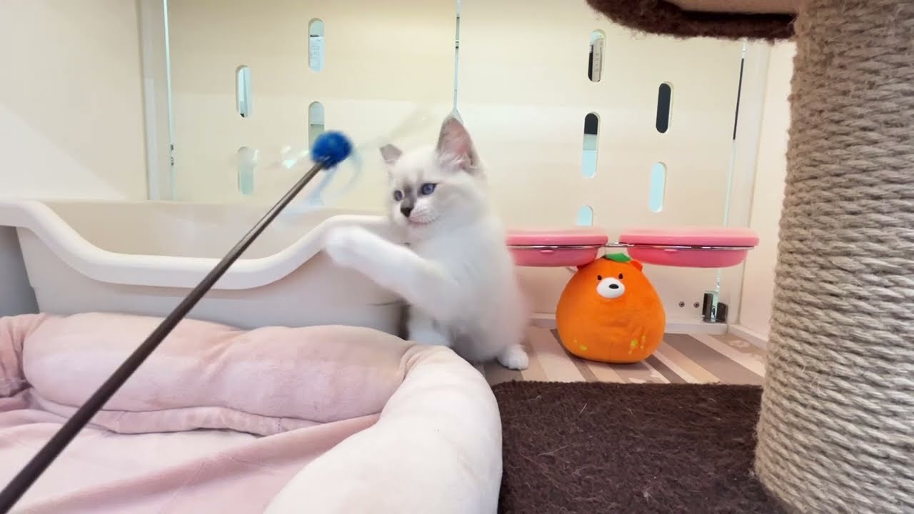 cat ラグドール