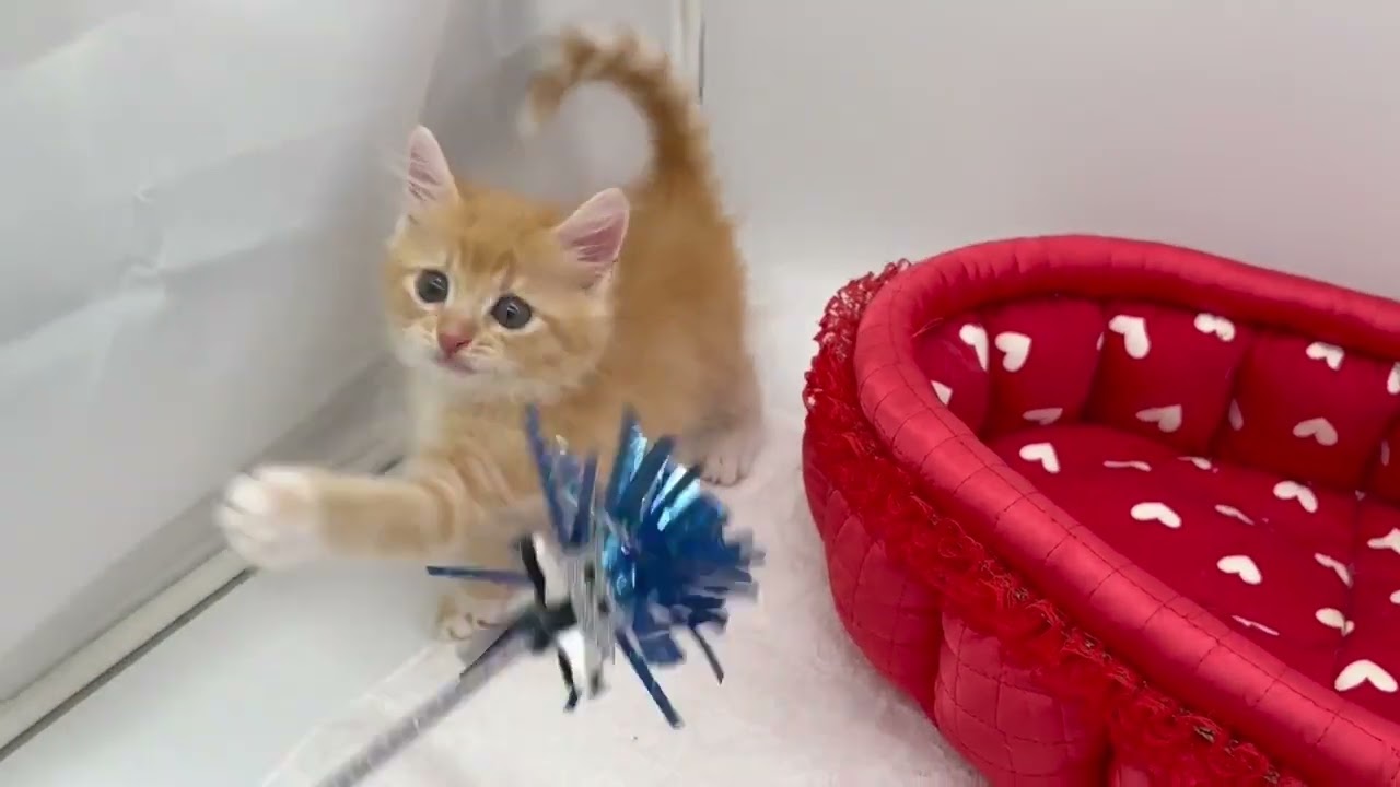 マンチカン レッドタビー&ホワイト（ロングヘアー）の男の子♪