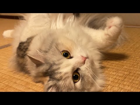 後ろ足に不死鳥を宿す毛量がすごい塩猫【スコティッシュフォールド】