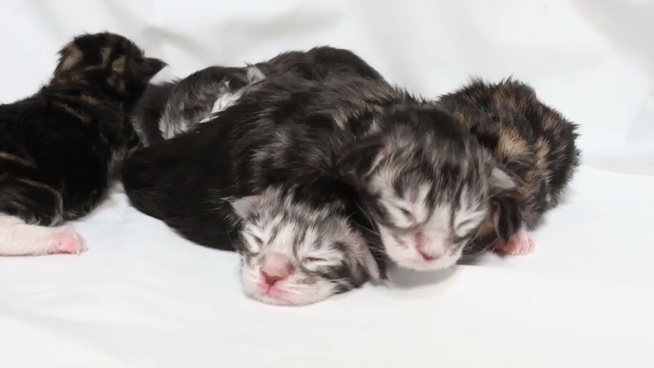 メインクーンの子猫生後三日目