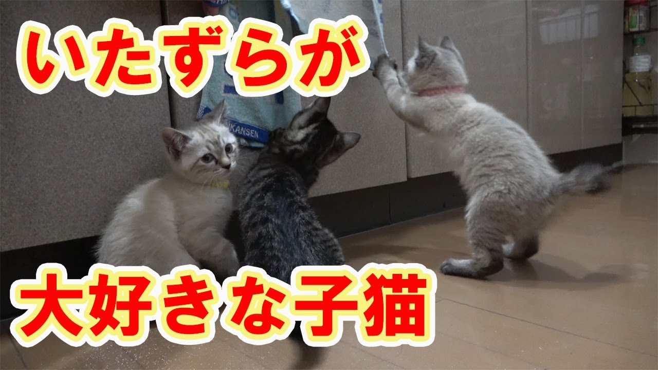【保護猫】＃317　やんちゃになってきた子猫達。いたずらするのが日課に…