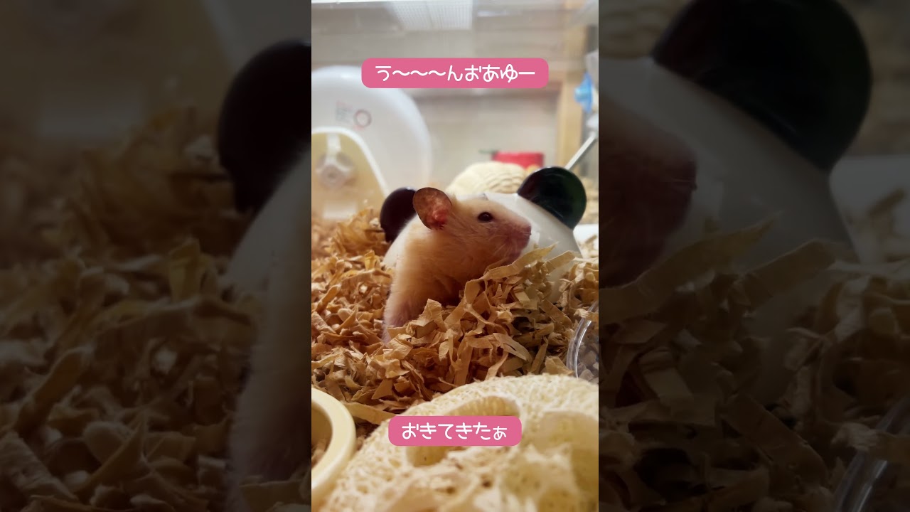 寝起きのハムちゃんは最高にかわゆい！